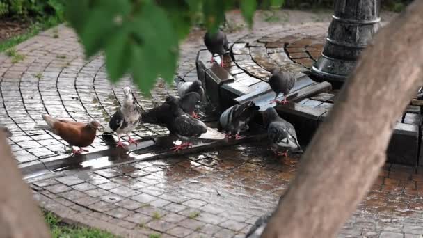 Troupeau Pigeons Boit Eau Près Trou Eau Dans Parc Municipal — Video