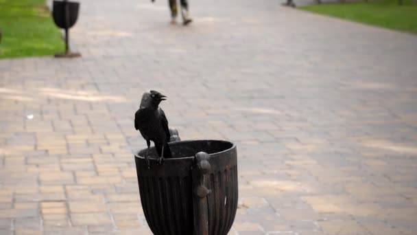 Ağır Çekim Siyah Bir Kuzgun Kale Kuşu Bir Çöp Tenekesine — Stok video