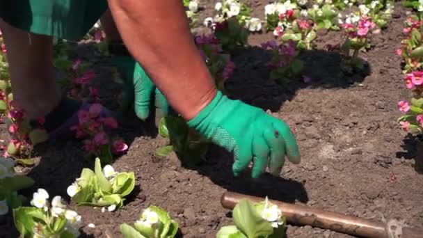 Uma Mulher Idosa Está Plantando Flores Canteiro Flores — Vídeo de Stock