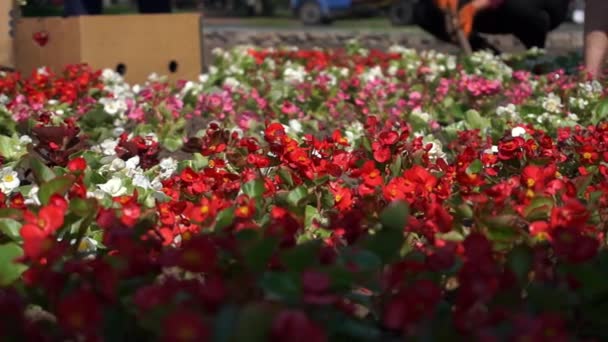 Veel Rode Witte Bloemen Oudere Vrouwen Grootmoeders Planten Kleurrijke Bloemen — Stockvideo