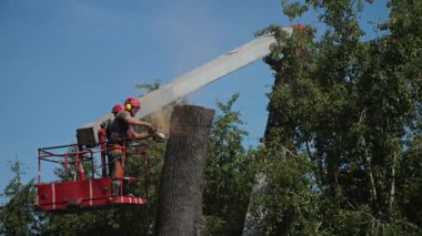 HAZİRAN 2022 CHERNIGIV UKRAINE: Kamu hizmetleri işçileri veya özel bir şirket bir asansörün üzerinde dururken bir ağacı kesti. Ağaç tırmanışçıları elektrikli testereyle kötü bir ağacı kestiler. Tehlikeli bir iş..