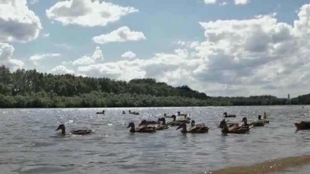 Eine Herde Wildenten Schwimmt Auf Dem Fluss Große Vogelfamilie — Stockvideo
