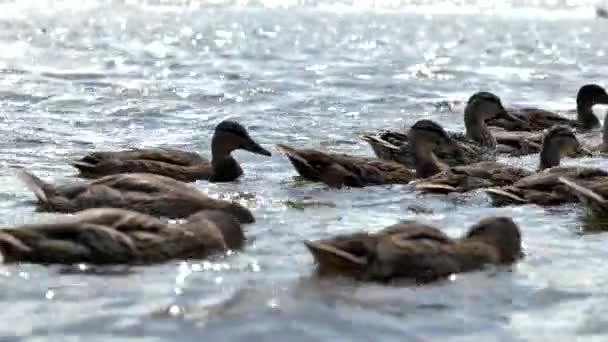 Nahaufnahme Einer Herde Wildenten Die Fluss Schwimmen Große Vogelfamilie — Stockvideo