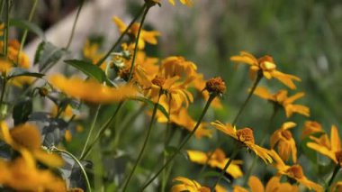 Sarı çiçekler sıcak bir yaz gününde rüzgarda sallanır..