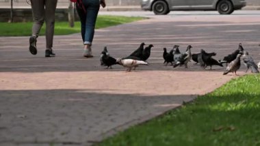 Bir güvercin sürüsü yayalar arasında kaldırım taşlarından yapılmış bir patika boyunca yürüyor. İnsanlar parkta yürüyor ve şehir kuşlarını besliyor..
