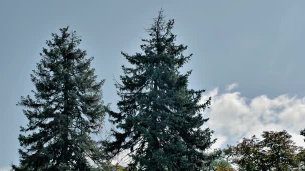 Korony Dwóch Dużych Sosen Przeciwko Błękitnemu Niebu Chmurami Lekki Wiatr — Wideo stockowe