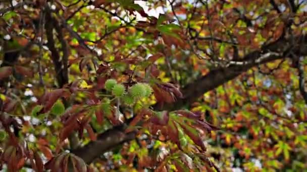 绿色的栗子挂在栗树的枝子上 背靠着发黄的干叶 — 图库视频影像