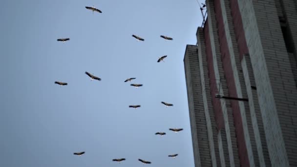 古い放棄されたホテルやアパートの建物の上に大量のコウノトリの群れ — ストック動画