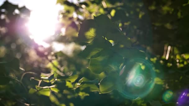 Bir Güneş Işığı Bir Ağacın Dallarını Yapraklarını Delip Geçer Lens — Stok video