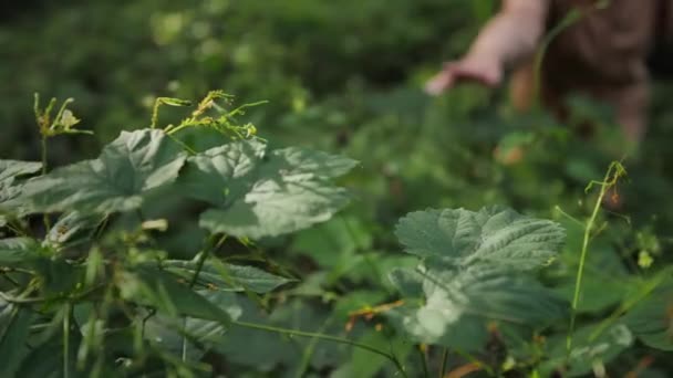 Kırsal Elbiseli Zarif Beyaz Kız Yakınlardaki Bereketli Bir Tropikal Ormanda — Stok video