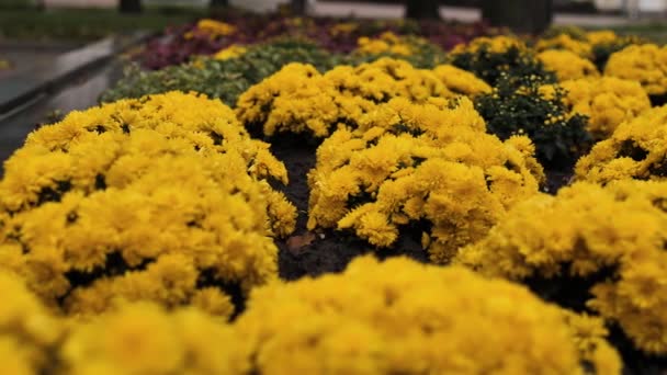 绽放着五彩缤纷的黄花花 彩色艳丽的花卉视频背景 — 图库视频影像