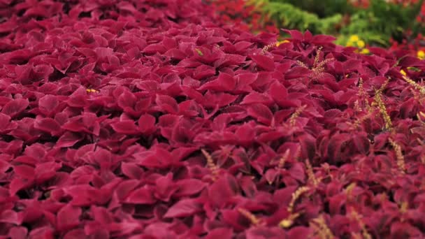 Ein Großer Garten Von Coleus Blumen Die Beginnen Ihre Knospen — Stockvideo
