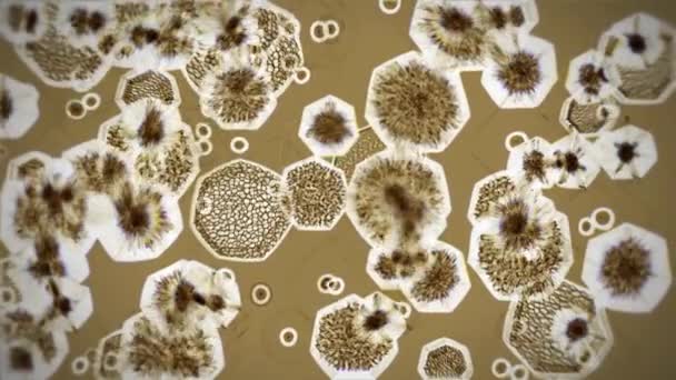 细胞或微生物通过显微镜观察 图形动画模仿放大的细菌 用放大镜进行医学或科学研究 超级宏视频 — 图库视频影像