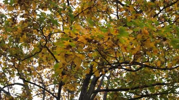 Cabang Maple Dengan Dedaunan Kuning Musim Gugur — Stok Video