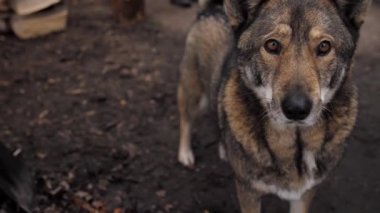 Güzel büyük bir köpek döner ve kameraya bakar. Akıllı bir bakışla..