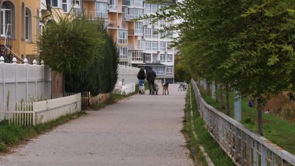 Mand Kvinde Par Masse Hunde Mens Går Parken Område Byens – Stock-video