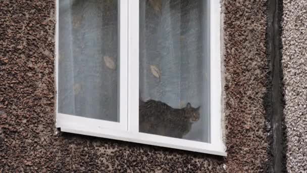 从街上往外看 可以看到家猫坐着向窗外看的窗户 在寒冷的天气里 宠物在窗台上晒太阳 — 图库视频影像