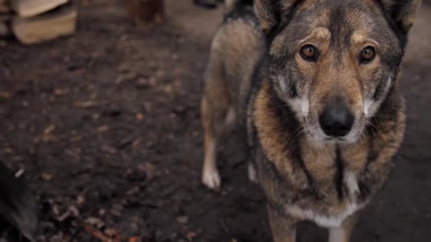 Piękny Duży Pies Odwraca Się Patrzy Kamerę Mądrym Spojrzeniem — Wideo stockowe