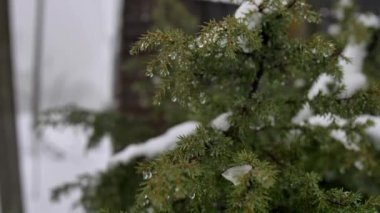 Erimiş kardan bir damla su bir ardıç ağacının dallarında ya da küçük bir Noel ağacında. Karla kaplı kozalaklı ağaç iğnelerine yakın çekim.