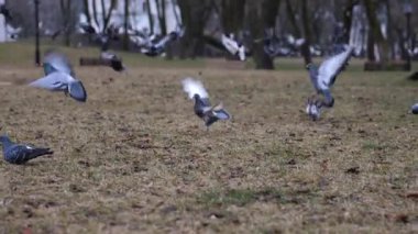Şehir parkına giden güvercin sürüsünün yavaş çekimleri. Birçok güvercin çimlerde durur ve sonra uçar gider..