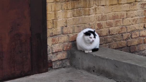 Evsiz Bir Kedi Eski Bir Tuğla Binanın Eşiğinde Oturuyor Sokakta — Stok video