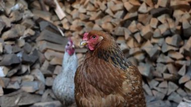 Bir kır evinin bahçesinde iki tavuk. Çiftlikteki bir hayvan çiftliği. Arka planda büyük bir odun yığını olan çiftliğin arka bahçesinde beyaz ve kırmızı tavuklar..