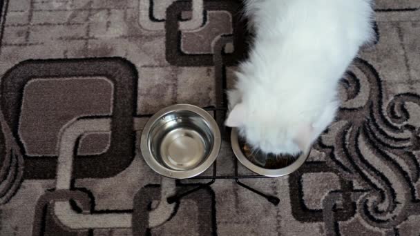 Top View Biały Kot Zbliża Metalowe Miski Pokarmem Dla Kotów — Wideo stockowe