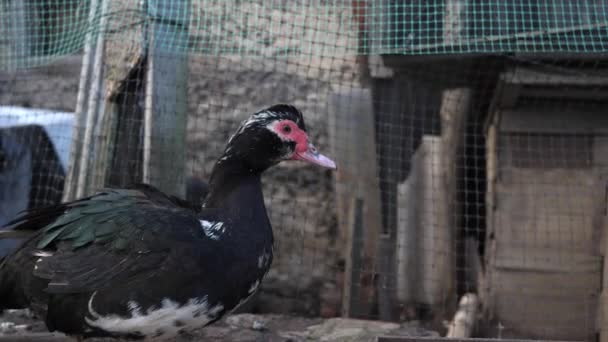 Duck Mulard Dvoře Venkovského Sídla Zvířecí Farma Domácí Farmě — Stock video
