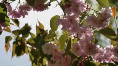 Japon sakura ağaçlarının güzel dallarının güneşli mavi gökyüzü arka planında izole edilmiş mükemmel pofuduk pembe çiçeklerle açtığı video görüntülerini kapatın. Doğal çiçek arkaplanı