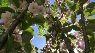 Japon sakura ağaçlarının güzel dallarının, parktaki ağaçların yeşil yapraklarından izole edilmiş mükemmel pofuduk pembe çiçeklerle açtığı video görüntülerini kapatın. Doğal çiçekleri.