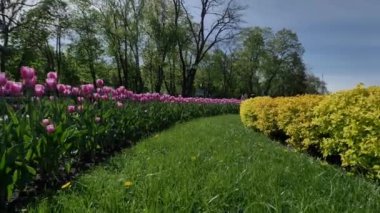 Çiçek tarhında pembe laleler ve yeşil çimenli yeşil çimlerin ortasında sarı çiçeklerle Gimbal uçuyor. Güzel tomurcuklar mavi gökyüzüne ve parktaki ağaçlara karşı pembe laleler açıyor..