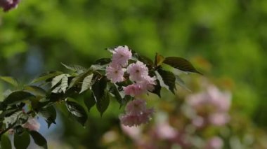 Japon sakura ağaçlarının güzel dallarının, parktaki ağaçların yeşil yapraklarından izole edilmiş mükemmel pofuduk pembe çiçeklerle açtığı video görüntülerini kapatın. Doğal çiçekleri.