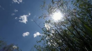 Güzel gür bulutları olan mavi gökyüzüne karşı çimenli, uzun yeşil çimenler. Güneşli bir yaz gününde güzel doğa manzarası.