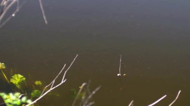 Birçok küçük balık bir göl veya göletin yüzeyinde yüzer. Balıklar sıcak bir yaz gününde nehirdeki suyun yüzeyindeki böceklerle beslenirler..