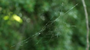 Bir örümcek ağı hafif bir esintide sallanıyor yeşil yaprakların arka planında. Sıcak bir günde rengarenk yaz ya da bahar manzarası.