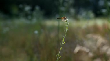 Çimlerin üzerinde oturan bir yusufçuğun yakın çekim makro video görüntüleri. Rüzgâr, böceğin oturduğu çimenleri sallıyor. Renkli doğada güzel bir yaz günü.