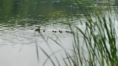 Vahşi ördek ve ördek yavrularından oluşan bir aile gölde yüzüyor..