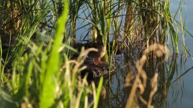Bir ördek gölde taşmış bir kütüğün üzerinde dururken tüyleri temizler. Gün batımında nehirdeki çimlerde vahşi bir kuş.