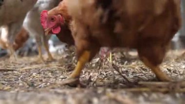 Tavuklar ve horozlar pençeleriyle buğday kepeği tırmıklar ve çiftlik evinde tahıl yerler. Evcil kuşlar kümeste taze kesilmiş yulaflarla beslenir. Çiftlikteki kümes hayvanları.