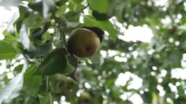 Armut ağacından olgun bir armut koparan kadın ellerinin yakın çekimi. Kendi bahçende hasat yapıyorsun. Meyve yetiştirme ve tarım.