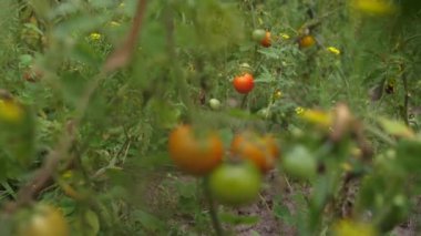 Bahçedeki çalılıktan domates toplayan bir kadının ellerinin yakın çekimi. Kendi kaleyard 'ında hasat yapıyorsun. Sebze ve tarım yetiştiriyor..
