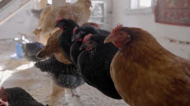Tavuklar evde küçük bir tavuk çiftliğinde sedanın üzerinde oturuyorlar. Tavuk ve yumurta üretimi.