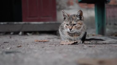 Evsiz bir kedi yavrusu dışarıda üşüyor. Güzel genç bir kedi dışarıda oturuyor, soğuk bir günde sıcak kalmaya çalışıyor..