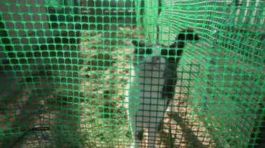 Oyuncu bir kedi yeni sahipler bulmak umuduyla bir hayvan barınağında kafese sürtünüyor. Kedi, terk edilmiş sokak kedileri için barınakta yeni bir ev ve aile bulmak istiyor..