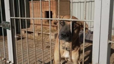 Evsiz bir köpek hayvan barınağında bir kafeste havlıyor. Köpek barınağında köpek var.