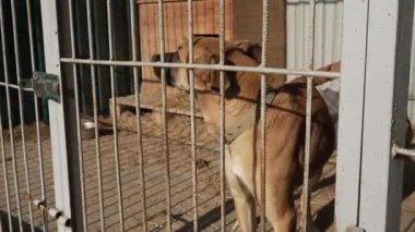 Evsiz bir köpek hayvan barınağında bir kafeste havlıyor. Köpek barınağında köpek var.