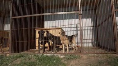 Evsiz köpekler hayvan barınağındaki bir kafeste havlarlar. Köpek barınağında bir sürü köpek var.