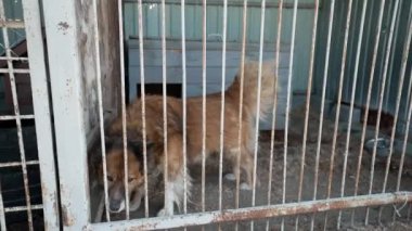 Büyük, üzgün, evsiz bir köpek hayvan barınağında bir kafeste havlıyor. Köpek barınağında köpek var.