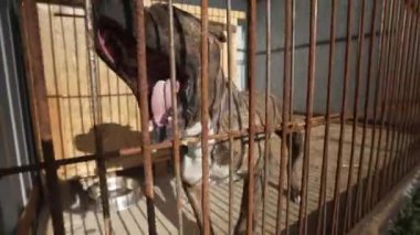 Üzgün ve oyuncu bir evsiz köpek hayvan barınağında bir kafeste havlıyor. Köpek barınağında Stafford köpeği
