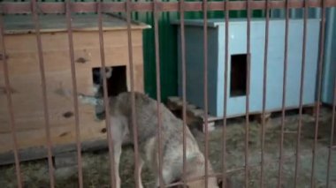 Evsiz bir köpek hayvan barınağında bir kafeste havlıyor. Köpek barınağında köpek var.
